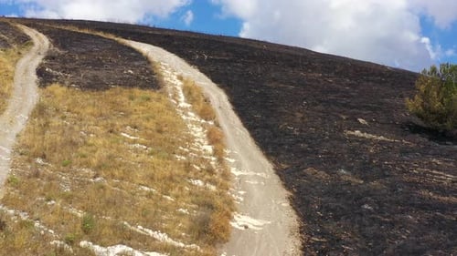 Single Green Tree on a post Forest fire scorched land, Aerial view.