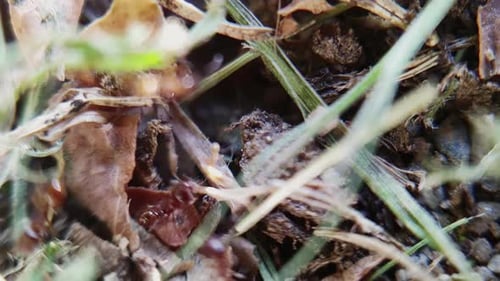Close up view of ants moving on the grass