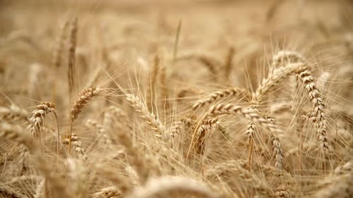 Grain Heads - Wheat Growing In Cultivated Field - Close Up