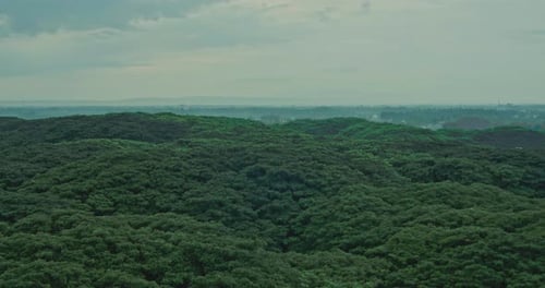 Aerial view of green dense forest mounds