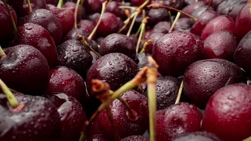 Delicious Red Cherries with Water Droplets Close Up