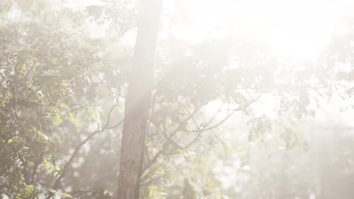 The Sun Shines Through the Trees in the Forest