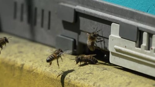 Vista aproximada da colmeia de pólen de abelhas com pólen colorido nas pernas perto da entrada da colmeia 240 Fps