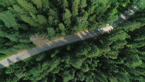 Aerial View of a Beautiful Road Through the Forest Road Between the Green Trees on a Clear Sunny Day