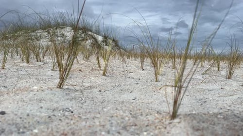 Nature Conservation: Newly Planted Beach Grass in Sand Dune Closeup