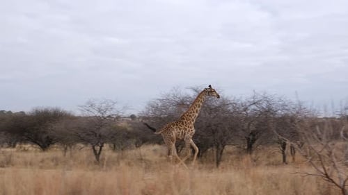 Running Giraffe Across African Savannah