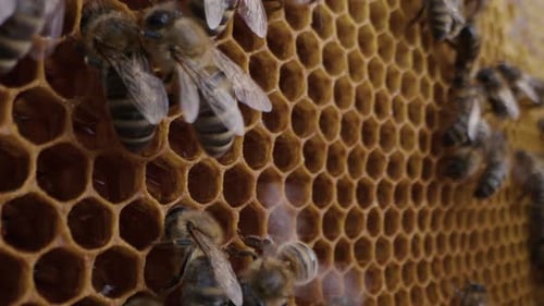 Bienen schwärmen in Waben-Supermakroaufnahmen Insekten bei der Arbeit am Bienenstock Honig