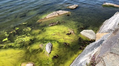 nette Entenküken am See kostenlos