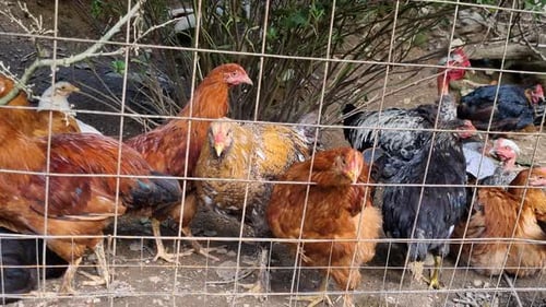 Chickens Gather Behind a Wire Fence on Farm