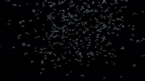 Animated Swarm of Bats Flying on Dark Background