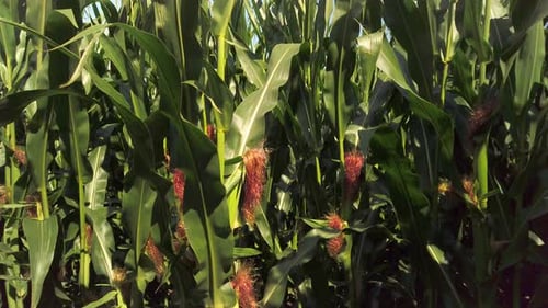 Tilt shot in a cornfield, corn stalks and leaves swaying in the wind on a sunny day.