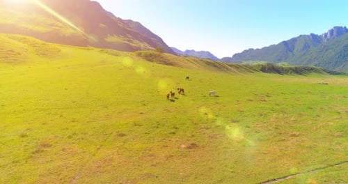 Flug über Wildpferde, Herde auf Wiese, Frühling, Berge, Wilde Natur, Freiheit, Ökologie, Konzept
