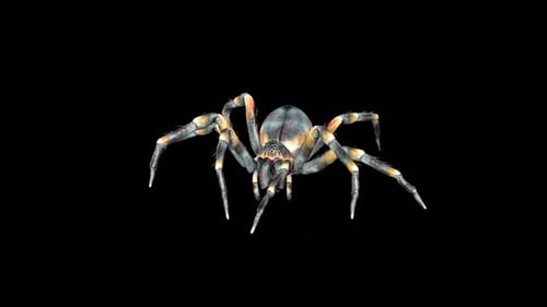 Wild Spider Walk Idle