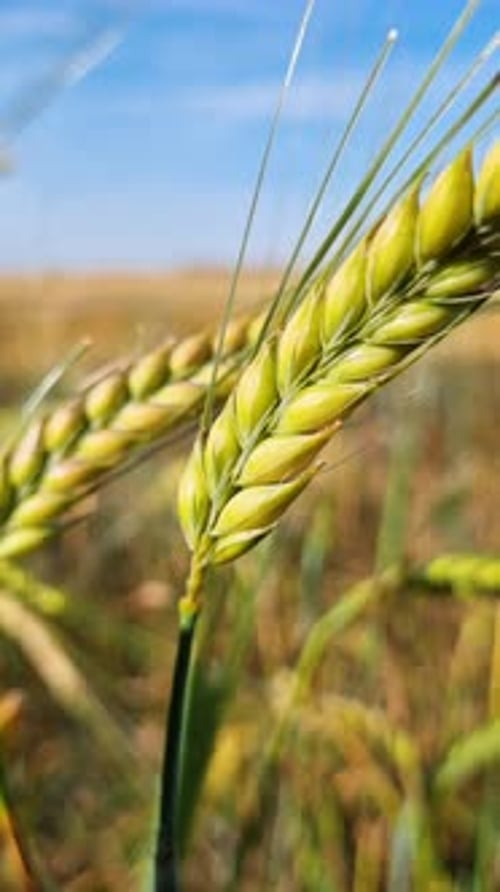 Golden Light Illuminating a Green Wheat Ear in a Vast Agricultural Field The Stalk Gently Sways in