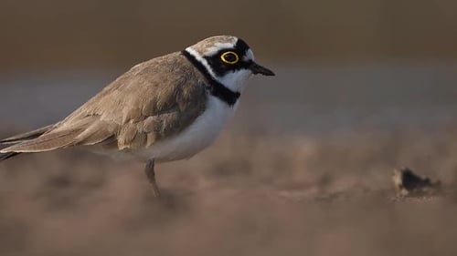 The Beautiful Closeup of Little Ringed Plover
