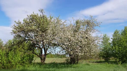 Zeitraffer: Blühen eines wilden Apfelbaums Weiße Blumen am Baum im Frühling