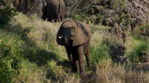 Großer eleganter afrikanischer Elefant mit großen Stoßzähnen, der mit seinem Horn Wasser aus einem Fluss trinkt. Krüger-Nation