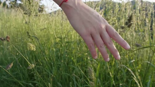 Hand Gliding Through Tall Green Grass on Sunny Day