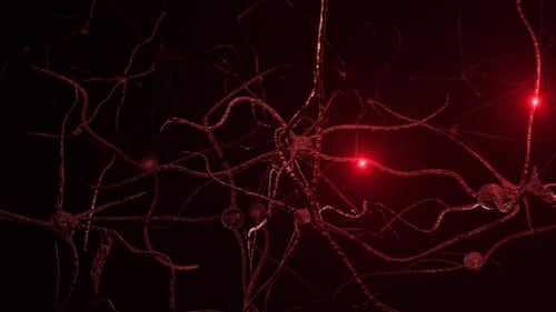 Neurons And Impulses Loop