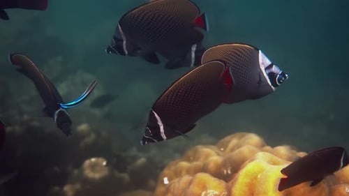 School of Exotic Redtail Butterfly Fish in Tropical Sea Water