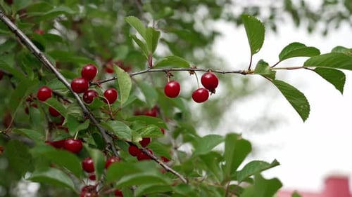 Cerises rouges mûres accrochées à une branche d'arbre