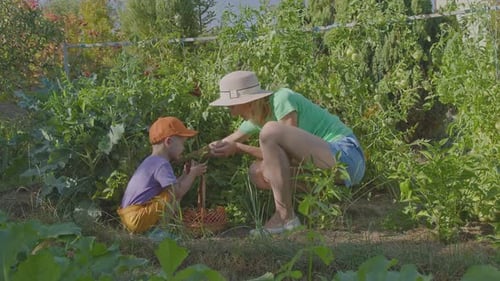 Three Year Old Boy And His Mother Picking Tomatoes In The Vegetable Garden 8