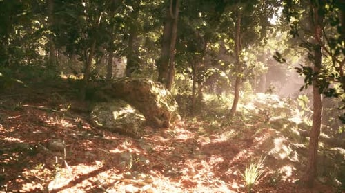 Sunlight Filters Through Trees in a Peaceful Forest During a Summer Afternoon