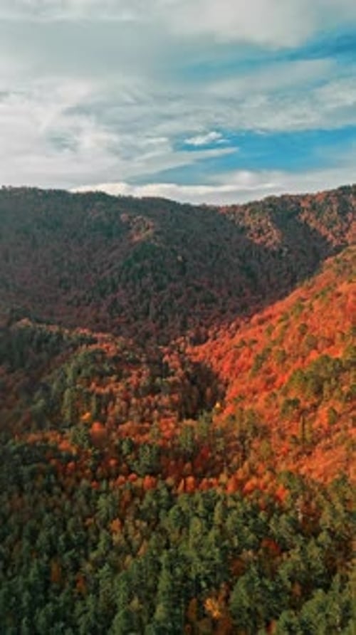 Vertical Autumn Forest - 2K