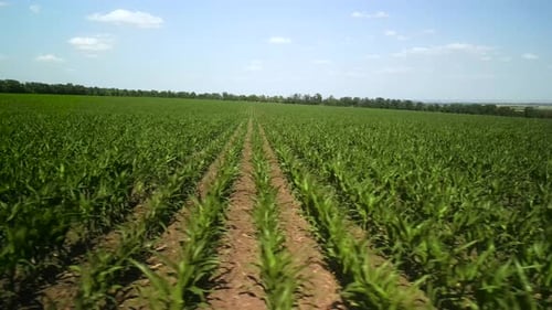 Green corn field aerial view