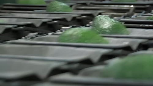 Avocats dans une calibreuse industrielle