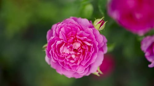 Close-up of Gorgeous Pink Flower Blooming