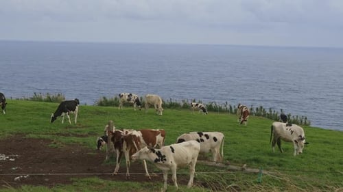 A Herd of Cows are Grazing on a Grassy Hill Overlooking the Ocean