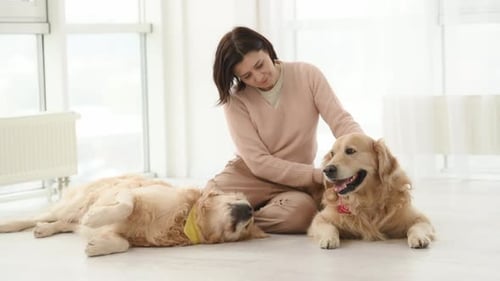 Woman Petting Golden Retrievers in Bright Room