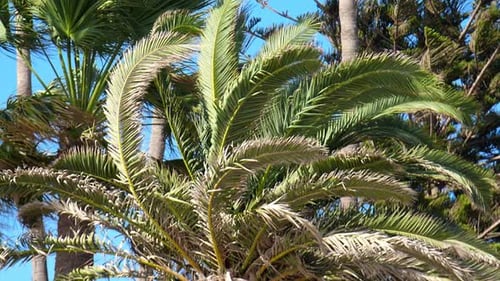 Palmeira com grandes folhas verdes. Lindas palmeiras contra o céu azul