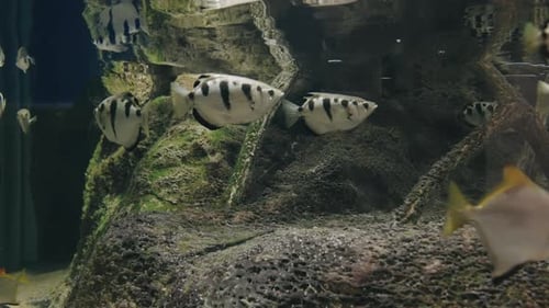 Pez arquero común en el arrecife submarino del acuario Umino-Mori de Sendai, Japón. estática