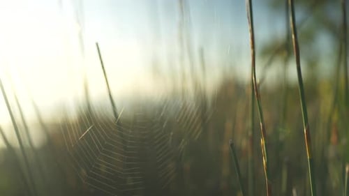 Gimbal shot around a spiders cobweb backlit by the sunrise in New Zealand