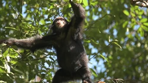 Slowmotion shot of a chimpanzee exploring the canopy within the trees in Rwanda
