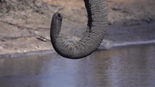 Afrikanischer Elefant Trinkwasser