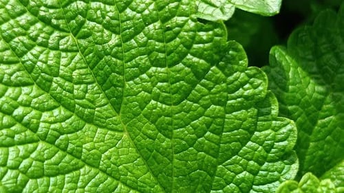 Macro shot of vibrant green leaf