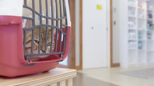 Annoyed looking bengal cat stares out of caged cat carrier at veterinary clinic