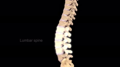 Human Lumbar Spine with Intervertebral Disc Medical Animation