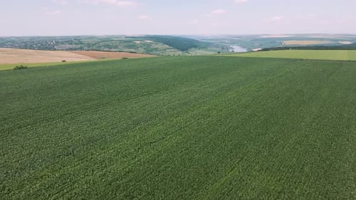 Green Crops in Agricultural Field Aerial View