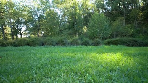Slow motion low dolly shot over grass revealing a wooded area