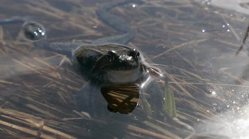 Frog croaking in shallow water in spring, mating call