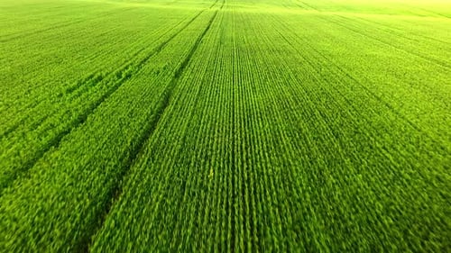 Lush Green Agricultural Field Viewed From Above in Summer Sunlight
