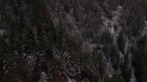 Spruce pine evergreen tree forest mixed leaf color winter snow covered frozen nature