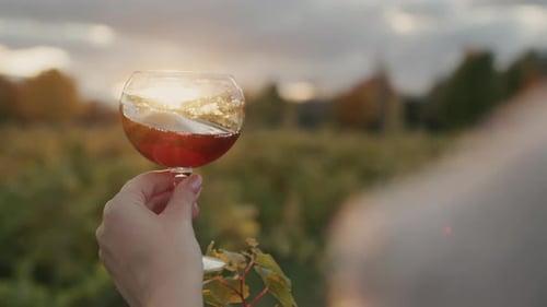 Eine Frau hält ein Glas Rotwein in den Strahlen der untergehenden Sonne und steht in der Nähe des Weinbergs