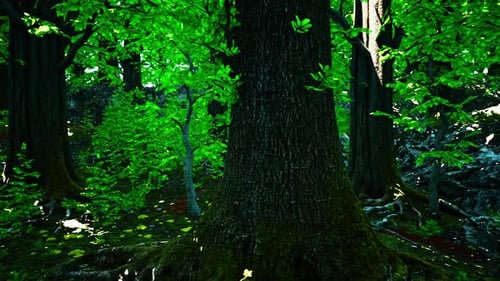 A Dense Forest with Vibrant Green Trees