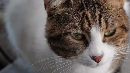 Closeup of Tricolor Cat Sitting and Looking Kitty with Yellow Eyes Pet at Home