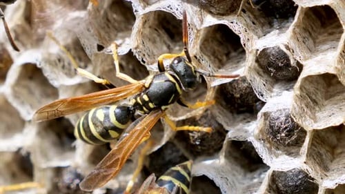 Aufnahme einer wilden Wespe, die sich an einem sonnigen Tag im Freien auf Honeycomb ausruht